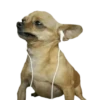 memes de cachorros 11