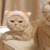 Cats Mood | @Berly 8
