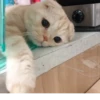BOH, SONO IO 10