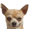 memes de cachorros 13