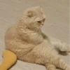 Cats Mood | @Berly 9