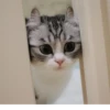 BOH, SONO IO 11