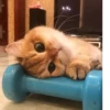 BOH, SONO IO 12