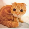 BOH, SONO IO 13