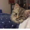 BOH, SONO IO 15