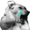 memes de cachorros 14