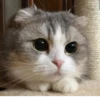 BOH, SONO IO 16