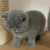 Cats Mood | @Berly 13
