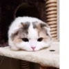 BOH, SONO IO 18