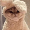 Cats Mood | @Berly 14