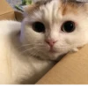 BOH, SONO IO 19