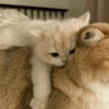 Cats Mood | @Berly 15