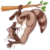 Bandit Raccoon 14