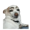 memes de cachorros 18