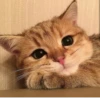 BOH, SONO IO 20