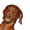 memes de cachorros 19