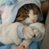 Cats Mood | @Berly 17
