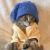 Cats Mood | @Berly 18