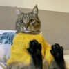 Cats Mood | @Berly 20
