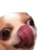 memes de cachorros 22