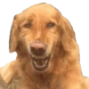 memes de cachorros 23