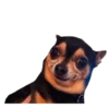 memes de cachorros 25