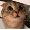 BOH, SONO IO 25