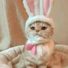 Cats Mood | @Berly 23