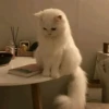Cats Mood | @Berly 24