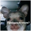Kiss 28