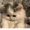 Cats Mood | @Berly 25