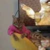 Cats Mood | @Berly 26