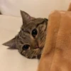 BOH, SONO IO 27
