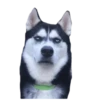 memes de cachorros 26