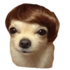 memes de cachorros 28