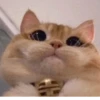 BOH, SONO IO 29