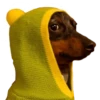 memes de cachorros 29