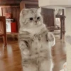 Cats Mood | @Berly 27