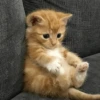Cats Mood | @Berly 28