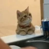 Cats Mood | @Berly 29