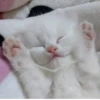 Kitty_Cat :: @fStikBot 5