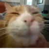 Kitty_Cat :: @fStikBot 6