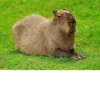 Больше стикеров: @capybarastiker 5