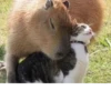 Больше стикеров: @capybarastiker 6