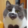 Kitty_Cat :: @fStikBot 7