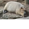 Больше стикеров: @capybarastiker 9
