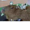 Больше стикеров: @capybarastiker 10