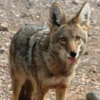 Coyote faces 5