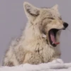 Coyote faces 6