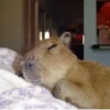 Больше стикеров: @capybarastiker 11